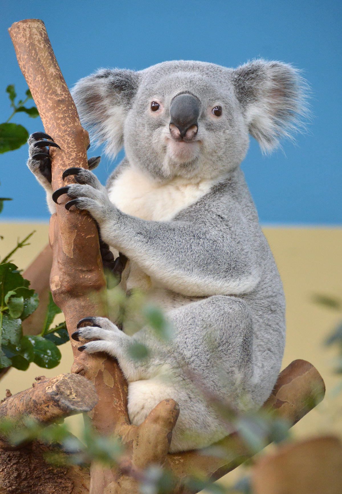  koala